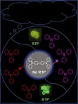 Commercially available ultralong organic room-temperature phosphorescence