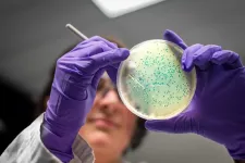 Common bacteria modified to make designer sugar-based drug