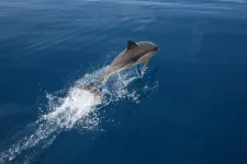 Common dolphin populations at risk