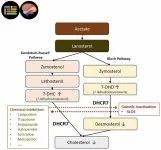 Common medications may affect brain development through unexpected cholesterol disruption