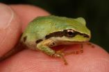 Common North American frog identified as carrier of deadly amphibian disease