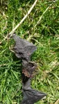 Common pipistrelle bats attracted to wind turbines