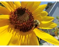 Community science volunteers can set scientific world abuzz with new bumble bee sightings