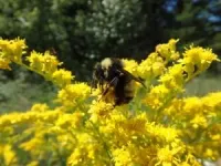 Community science volunteers can set scientific world abuzz with new bumble bee sightings 2