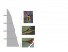 Competition for ecological niches limits the formation of new species