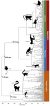 Completing the timetree of primates: a new way to map the evolutionary history of life on Earth