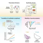 Complex biological behaviors: how multiple oscillators interact in live cells