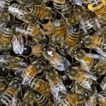 Complex learned social behavior discovered in bee’s ‘waggle dance’ 2