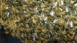 Complex learned social behavior discovered in bee’s ‘waggle dance’ 3