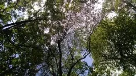 Complex tree canopies help forests recover from moderate-severity disturbances 2