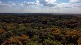 Complex tree canopies help forests recover from moderate-severity disturbances 3