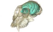 Complexity before size: Old world monkey had a tiny but complex brain