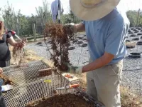 Compost improves apple orchard sustainability