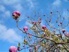 Compound in magnolia may combat head and neck cancers