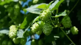 Compounds derived from hops show promise as treatment for common liver disease