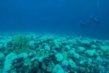 Compounds released by bleaching reefs promote bacteria, potentially stressing coral further