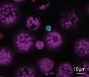 Comprehensive characterization of vascular structure in plants