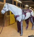 Compression treatment could relieve horses’ painful swollen limbs