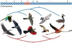 Computational tools fuel reconstruction of new and improved bird family tree 2