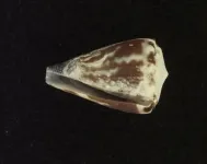 Cone snail venom shows potential for treating severe malaria