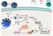 Confined growth of ZIF-8 in organosilica nanoparticles to regulate mRNA translation