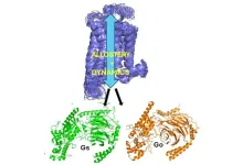 Conformational dynamics and allostery elucidate how GPCR couple to multiple G-proteins, offering mechanistic insights into coupling-promiscuity and novel drug discovery strategies