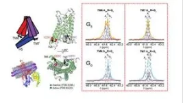 Conformational dynamics and allostery elucidate how GPCR couple to multiple G-proteins, offering mechanistic insights into coupling-promiscuity and novel drug discovery strategies 2