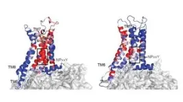 Conformational dynamics and allostery elucidate how GPCR couple to multiple G-proteins, offering mechanistic insights into coupling-promiscuity and novel drug discovery strategies 3