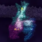 Conformational equilibria in GPCRs provides critical clues about activation mechanisms