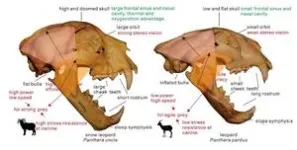 Conquest of Asia and Europe by snow leopards during the last Ice Ages uncovered 3