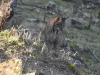 Conservation efforts are bringing species back from the brink, even as overall biodiversity falls