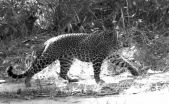 Conservation targeting tigers pushes leopards to change 2