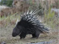 Conservationists concerned about illegal hunting and exploitation of porcupines in Indonesia