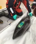 Constantly on the hunt for food: Harbor porpoises more vulnerable than previously thought to the disturbances from humans 3