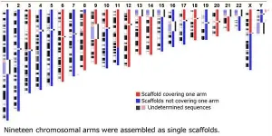 Constructing the first version of the Japanese reference genome