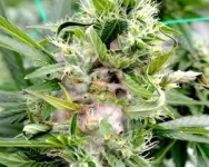 Contaminants in cannabis and hemp flowers create potential for health risks 2