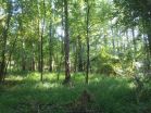 Controlled burns increase invasive grass in hardwood forests