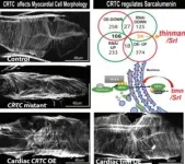 Controlling thickness in fruit fly hearts reveals new pathway for heart disease 2