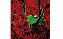 Converting scar tissue to heart muscle after a heart attack