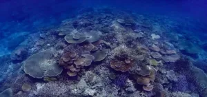 Coral adaptation unlikely to keep pace with global warming