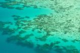 Coral growth rate plummets in 30-year comparison 2