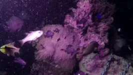 Coral reef nightlife becomes more predatory with artificial light 3