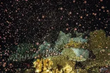 Corals depend on near neighbours to reproduce