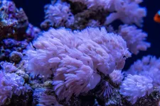 Corals mark friendly algae for ingestion—revealing possible conservation target