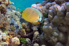 Corals may need their predators poop