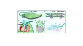 Core-membrane microstructured amine-modified mesoporous biochar templated via ZnCl2/KCl for CO2 capture 2