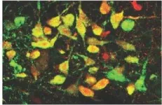 Coronavirus envelope protein is a drug target for new platform for the identification and optimization of peptides against SARS-CoV-2 2