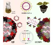 Coronavirus-like particles could ensure reliability of simpler, faster COVID-19 tests