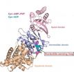 Correct protein folding