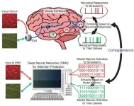 Correspondence between representations in visual cortices and neural networks